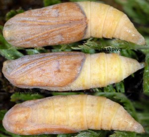 Gandaritis pyraliata chrysalide 06 1