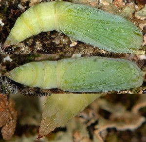 Gandaritis pyraliata chrysalide 06 2