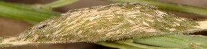 Gypsochroa renitidata cocon 07 1