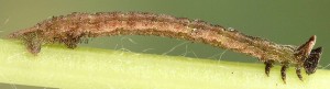Hemistola chrysoprasaria L4 05 1
