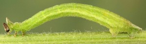 Hemistola chrysoprasaria L5 05 1