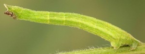 Hemistola chrysoprasaria L5 05 3