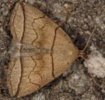 Herminia grisealis (I)
