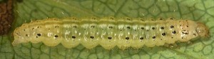 Loxostege fascialis