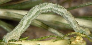 Microloxia herbaria viridiciliata L4 2B 1