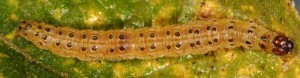 Nomophila noctuella L5 2B 1