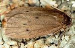 Pelosia obtusa (I)