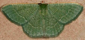 Phaiogramma etruscaria 2B 1