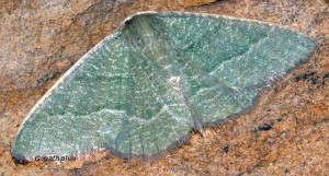 Phaiogramma etruscaria 34 2