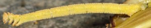 Phaiogramma etruscaria L4 2B 1