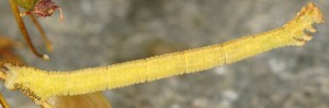 Phaiogramma etruscaria L4 2B 2