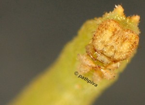 Phaiogramma etruscaria L5 2B 1