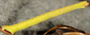 Phaiogramma etruscaria L5 2B 2