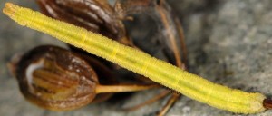 Phaiogramma etruscaria L5 2B 3
