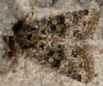 Polymixis lichenea (I)