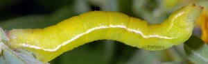 Pseudoterpna coronillaria L5 83 1