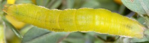 Pseudoterpna coronillaria L5 83 2