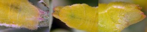 Pseudoterpna coronillaria L5 83 4