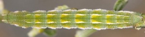 Pseudoterpna corsicaria L5 2B 10