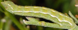 Pseudoterpna corsicaria L5 2B 4