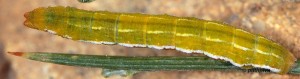 Pseudoterpna corsicaria L5 2B 5