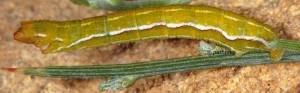 Pseudoterpna corsicaria L5 2B 6