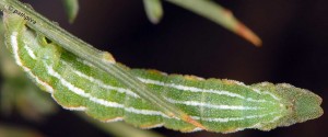 Pseudoterpna corsicaria L5 2B 7