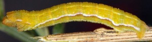 Pseudoterpna corsicaria L5 2B 8