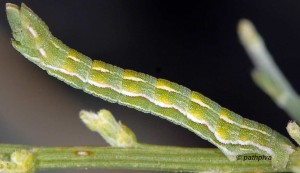 Pseudoterpna corsicaria L5 2B 9