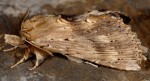 Pterostoma palpina (I, L5)