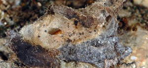 Pyrausta coracinalis cocon 06