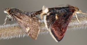 Pyrausta obfuscata 06 1