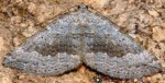 Scotopteryx bipunctaria 05 1