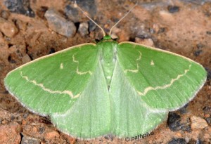 Thetidia smaragdaria 06 1