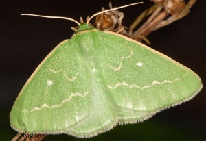 Thetidia smaragdaria 66 3