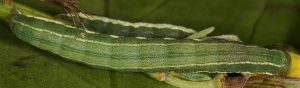Trigonophora haasi