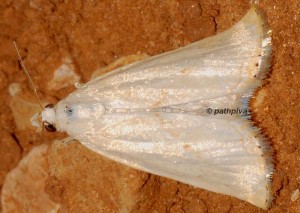 Xanthocrambus delicatellus 34 1