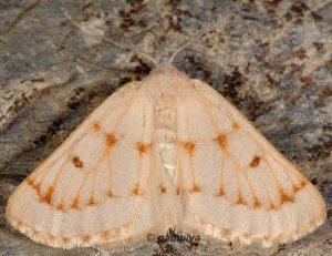 Dyscia penulataria 66 3