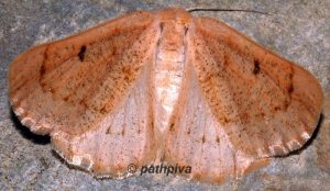 Dyscia penulataria 66 5
