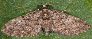 Eupithecia abbreviata 06 3