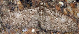 Eupithecia abbreviata 06 4