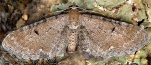 Eupithecia absinthiata 06 1