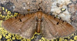Eupithecia absinthiata 06 3