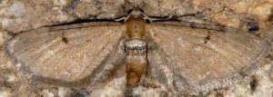 Eupithecia absinthiata 34 1