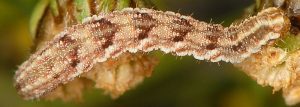 Eupithecia absinthiata L5 06 1