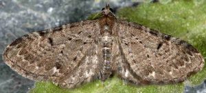 Eupithecia actaeata 06 2