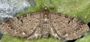 Eupithecia actaeata 06 3