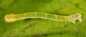 Eupithecia actaeata L3 2