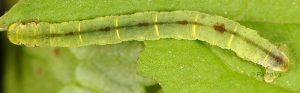 Eupithecia actaeata L4 1