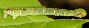 Eupithecia actaeata L4 2
